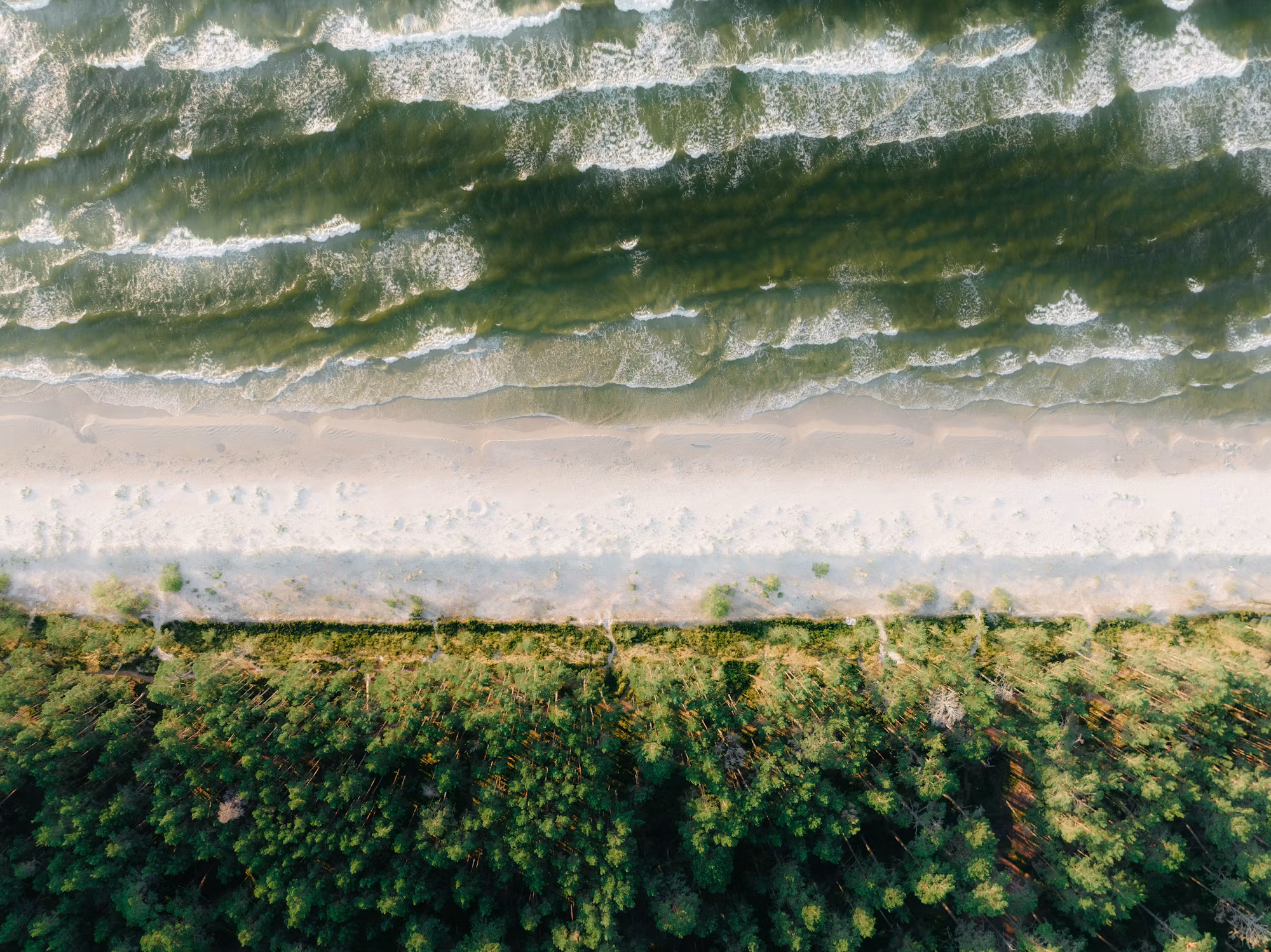 Exploring the Wonders of Coastal Nature: A Journey Through Marine Biodiversity